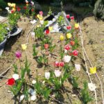 Giardino vegetale Olona International School