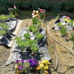 Giardino vegetale Olona International School