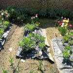 Giardino vegetale Olona International School